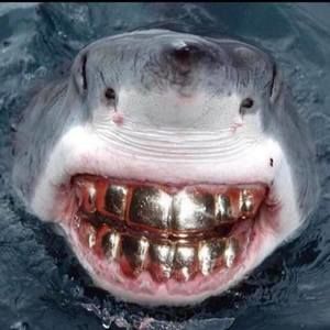 Meet your Posher, Roscoe